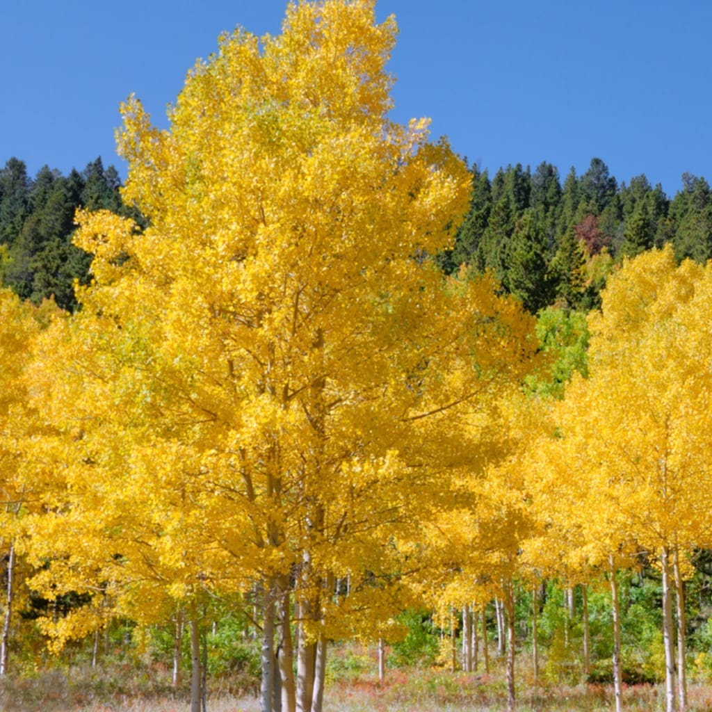 Tree Nursery Sartell MN | Fir Trees | Fruit Trees : Thomsens Garden Center