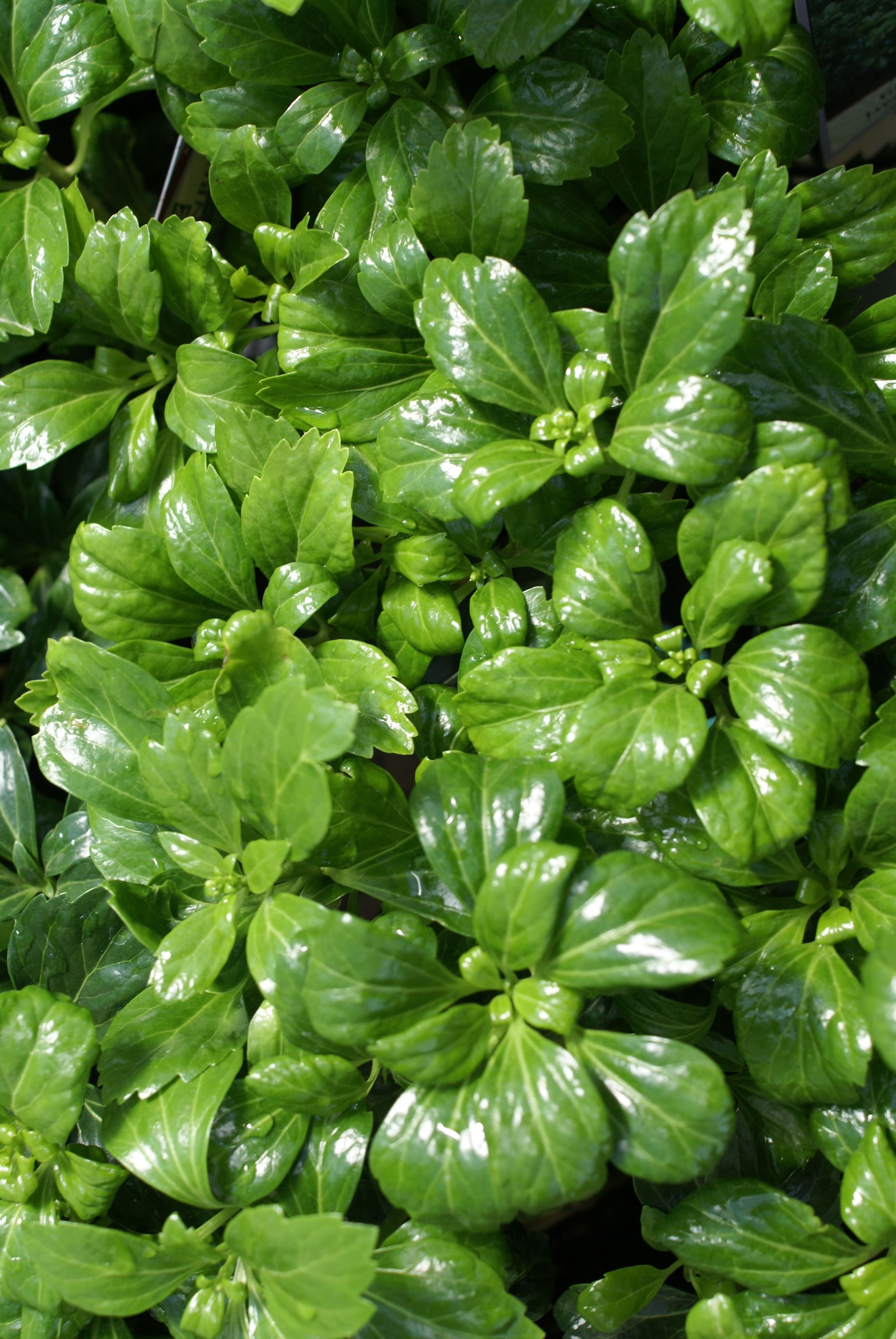 Plant Detail - Thomsens Greenhouse & Garden Center ...