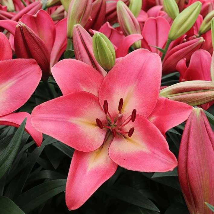 *liLy*さま Plant Detail - Thomsens Garden Center : Thomsens Garden Center